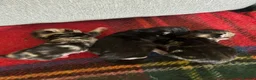 Mixed Breed cats for sale: Beautiful kittens x 3  - Advert 7