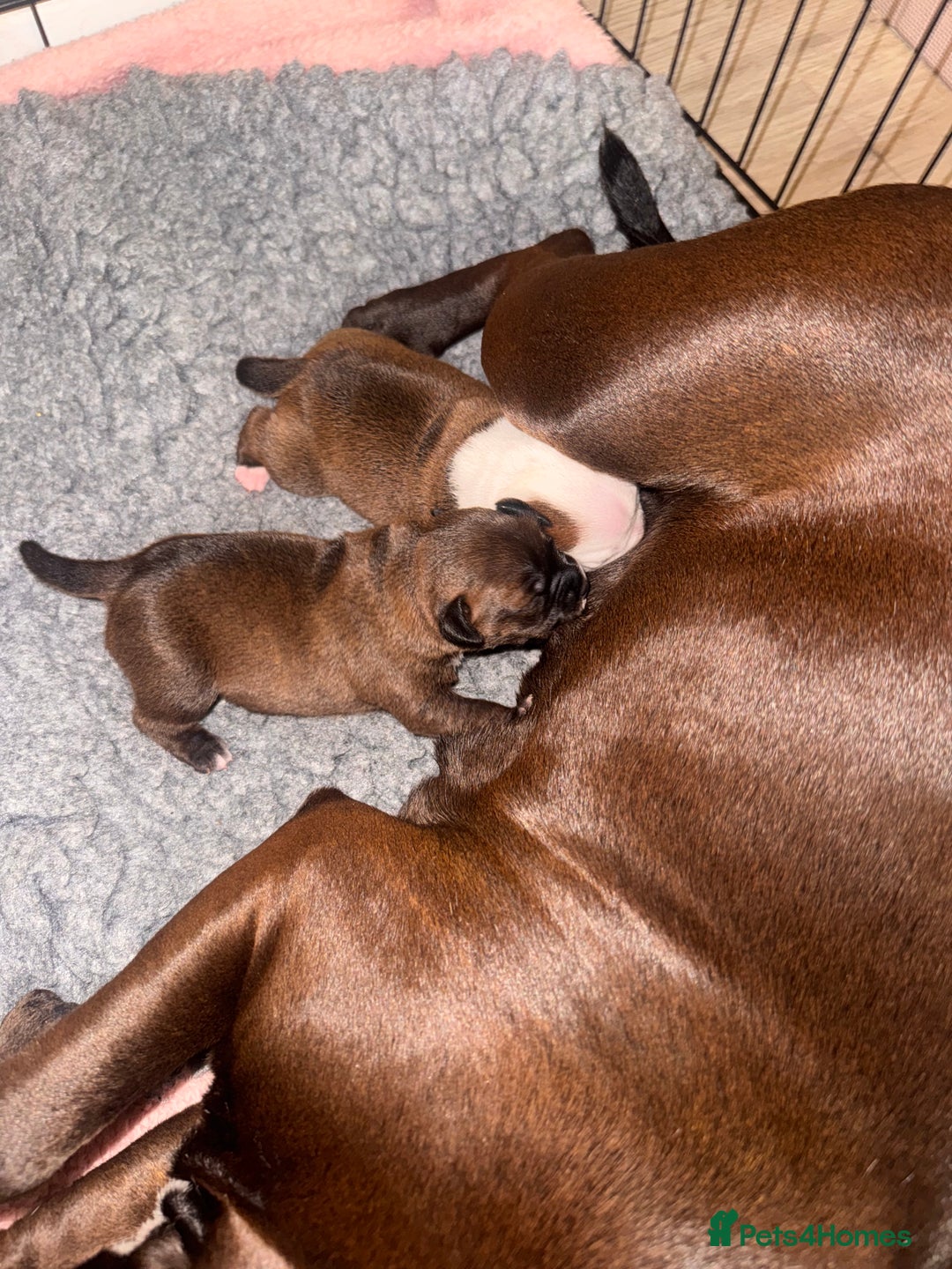 Staffordshire Bull Terrier dogs for sale: KC Staffordshire Bull Terrier - Image 24