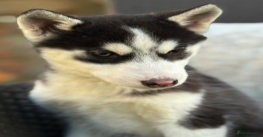 Siberian Husky dogs Siberian husky puppy bitch - Advert 2