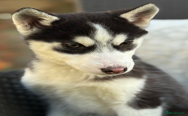 Siberian Husky dogs Siberian husky puppy bitch - Advert 1