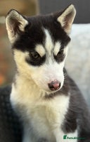 Siberian Husky dogs Siberian husky puppy bitch - Advert 2