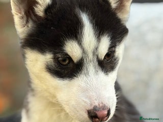 Siberian Husky dogs Siberian husky puppy bitch - Advert 11