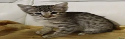 Savannah cats for sale: Highly spotted Savannah kittens  - Advert 9