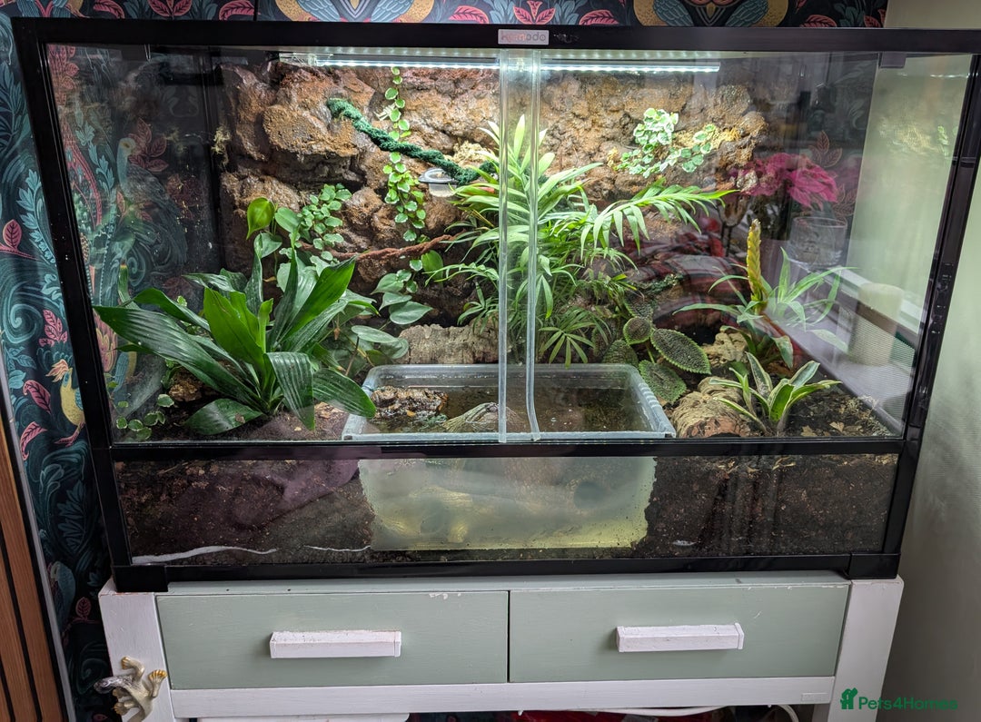 Toad reptiles for sale: 6 Fire Bellied Toads  - Image 2