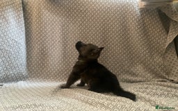 German Shepherd dogs for sale: Czech German Shepherd KC Registered puppies - Image 19