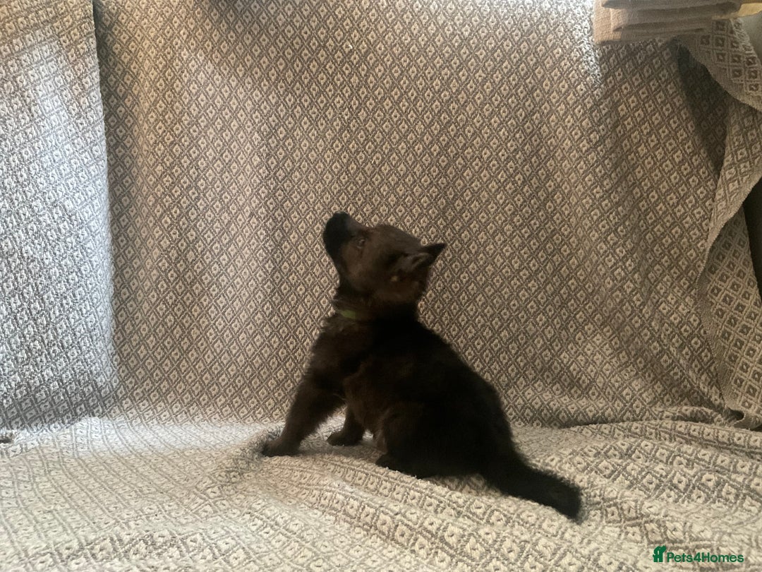 German Shepherd dogs for sale: Czech German Shepherd KC Registered puppies - Image 19