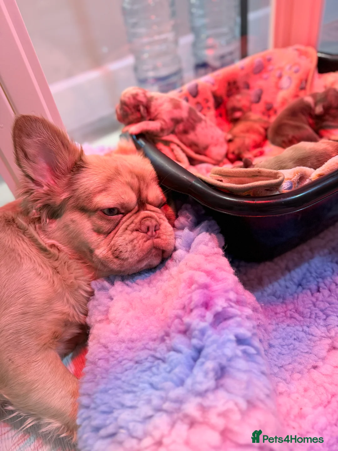 French Bulldog dogs for sale: Full fluffy frenchies  - Advert 5