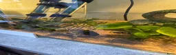 Turtle reptiles for sale: Full Turtle set up with turtle and fish included   - Advert 8
