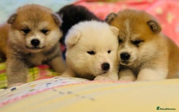 Japanese Akita Inu dogs for stud: KC Japanese Akita Inu Stud - Image 6