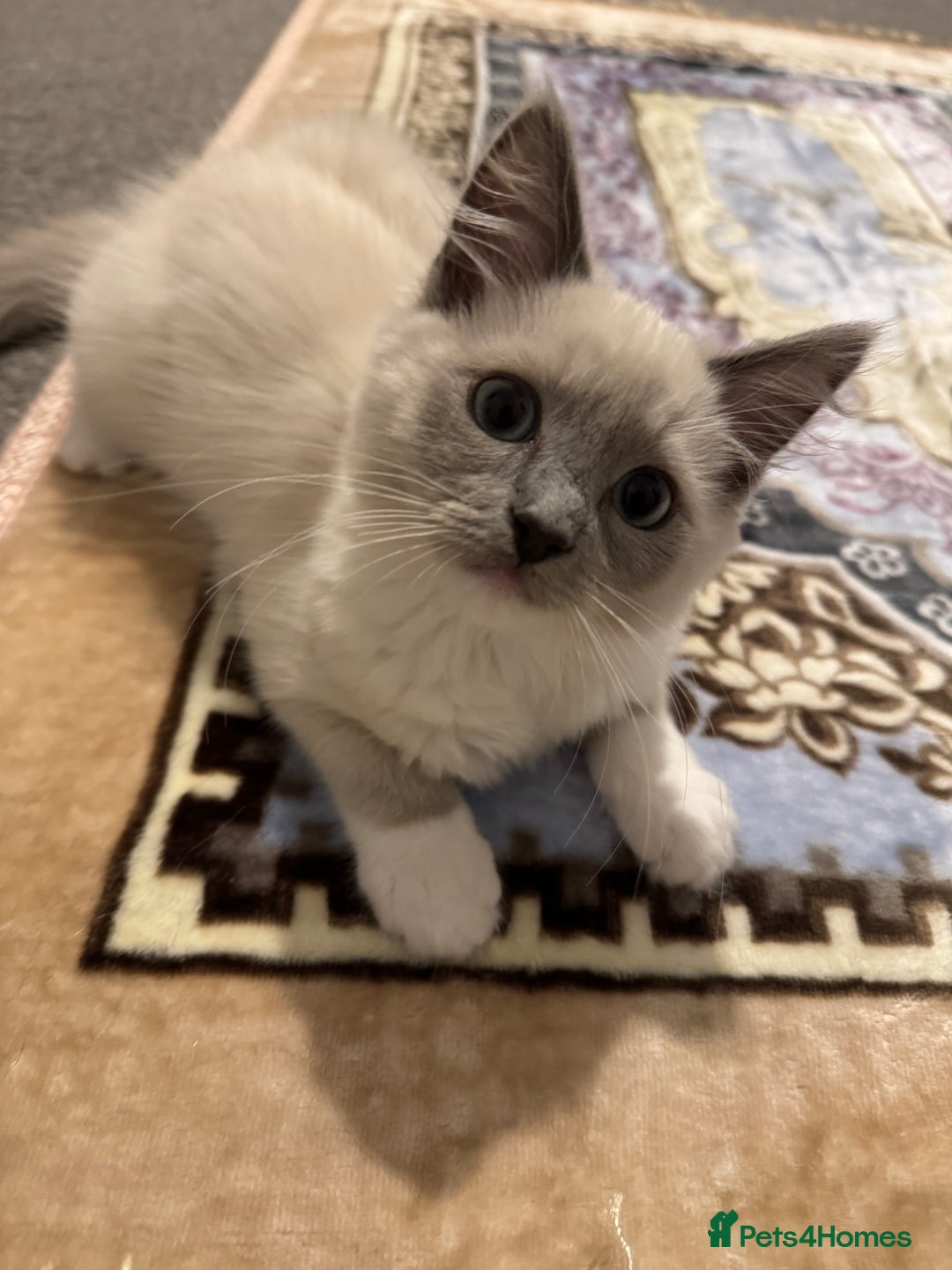 Ragdoll cats for sale: Beautiful Female Ragdoll Kitten  - Image 5
