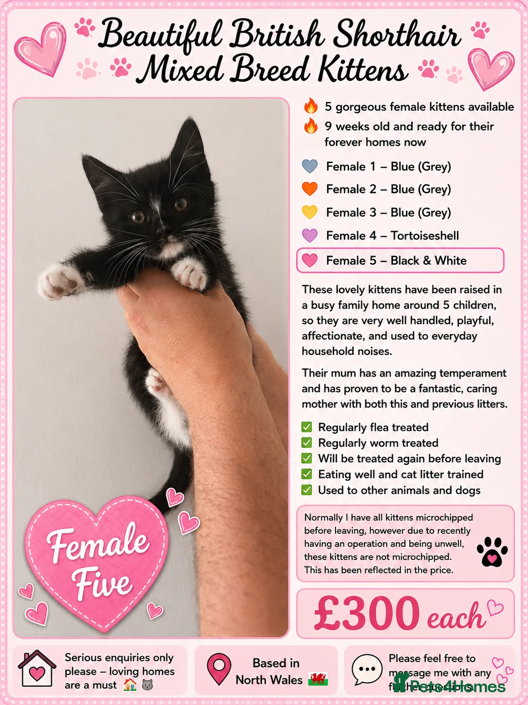 British Shorthair cats for sale: 🔥 Gorgeous Mixed British Shorthair Kittens 🔥  in Holywell - Advert 2