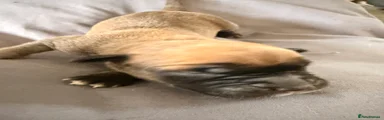 Presa Canario 4