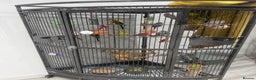 Budgerigars birds for sale: Budgies for Sale 17 in total - Advert 2
