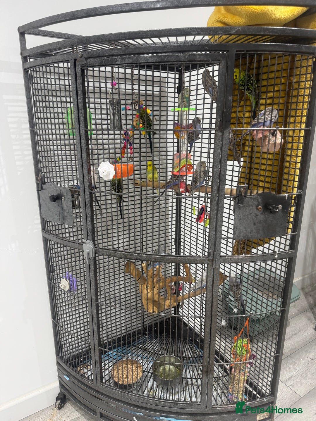 Budgerigars birds for sale: Budgies for Sale 17 in total - Advert 2