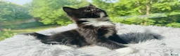 Mixed Breed cats for sale: Mixed Maine Coon Kittens in Richmond - Advert 13