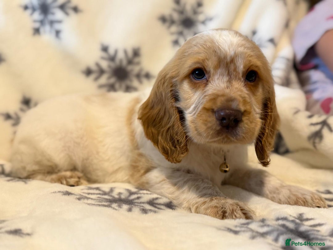 Cocker Spaniel dogs for sale: Cocker pups  - Image 9