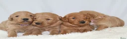Mini Goldendoodle dogs for sale: F1 Miniature Goldendoodle’s - Advert 20
