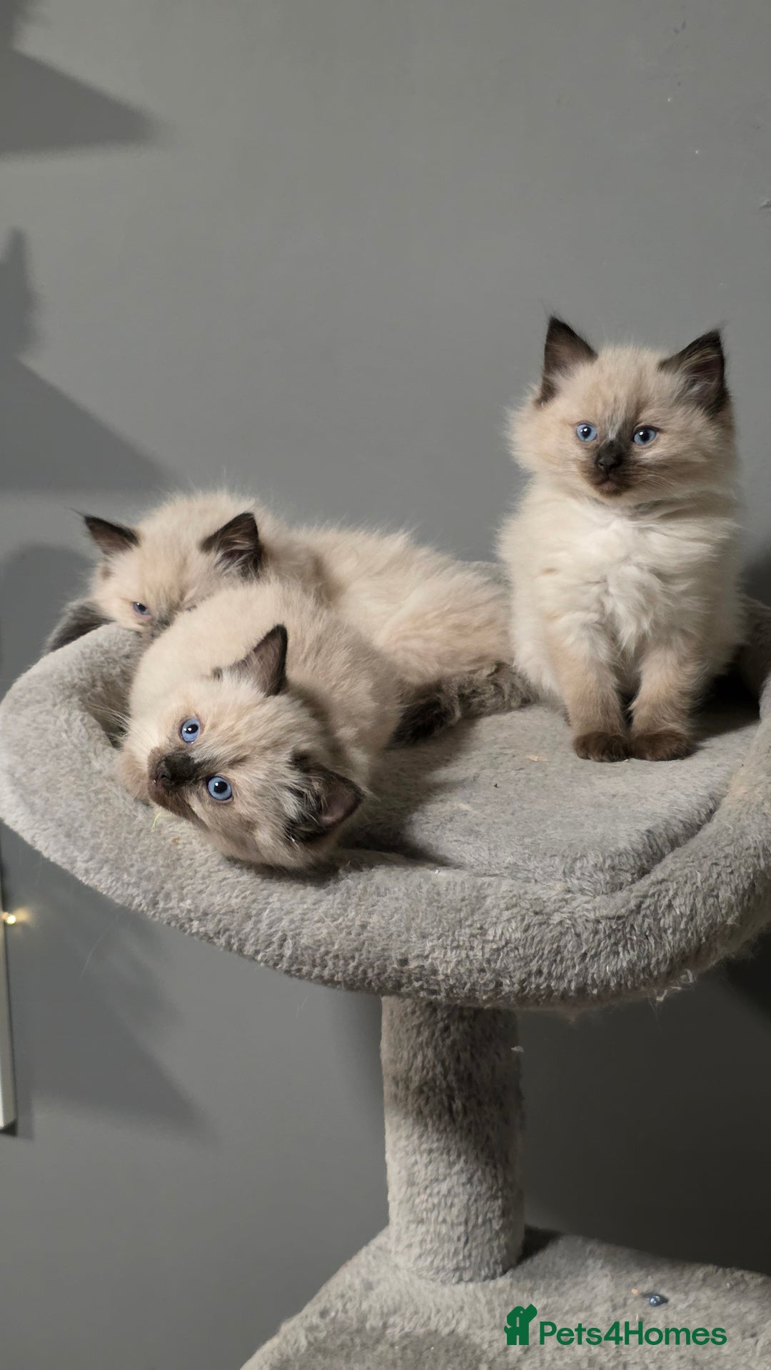 Ragdoll cats for sale: Adorable Ragdoll Kittens  - Advert 1