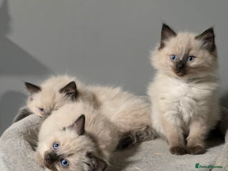 Ragdoll cats Adorable Ragdoll Kittens - Advert 4
