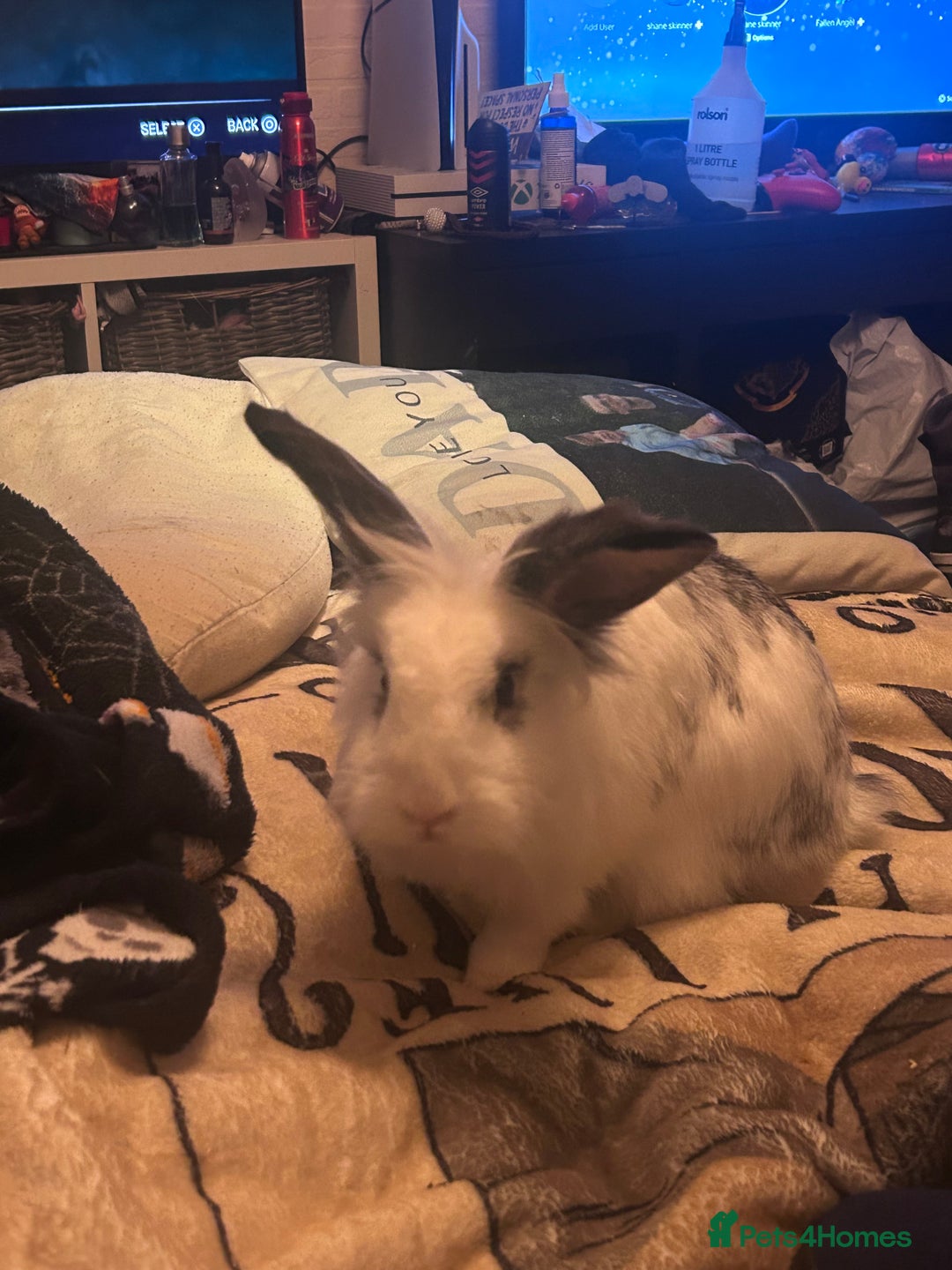 Mixed Breed rabbits for sale: 2 Very Freindly And Loving Rabbits - Advert 2