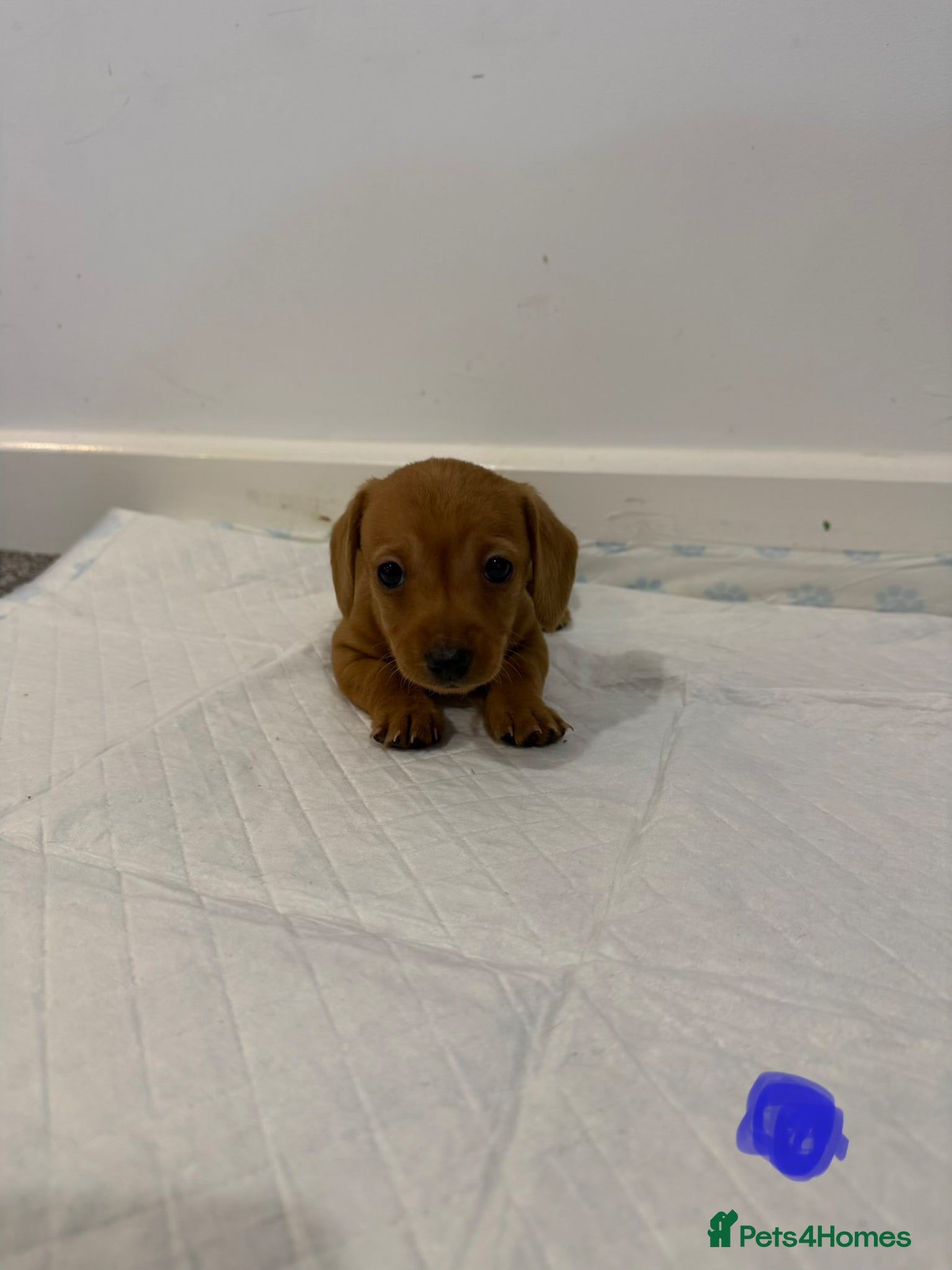 Dachshund dogs 7x daschund puppies  - Advert 2