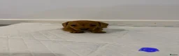 Dachshund dogs for sale: 7x daschund puppies  - Advert 2