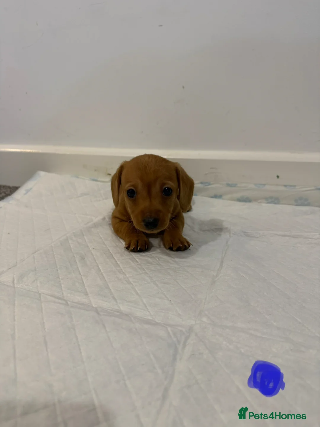 Dachshund dogs for sale: 7x daschund puppies  - Advert 2