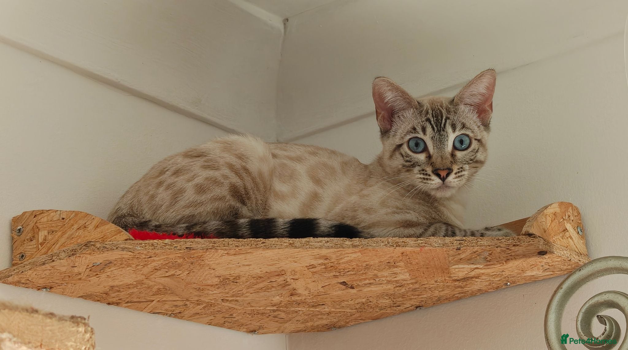 Bengal cats Gorgeous snow Bengal boy - Advert 11