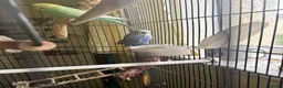Budgerigars birds for sale: 2 budgies  in Doncaster - Advert 2