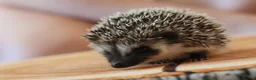Pygmy Hedgehog rodents for sale: Three beautiful boys for sale - Advert 22
