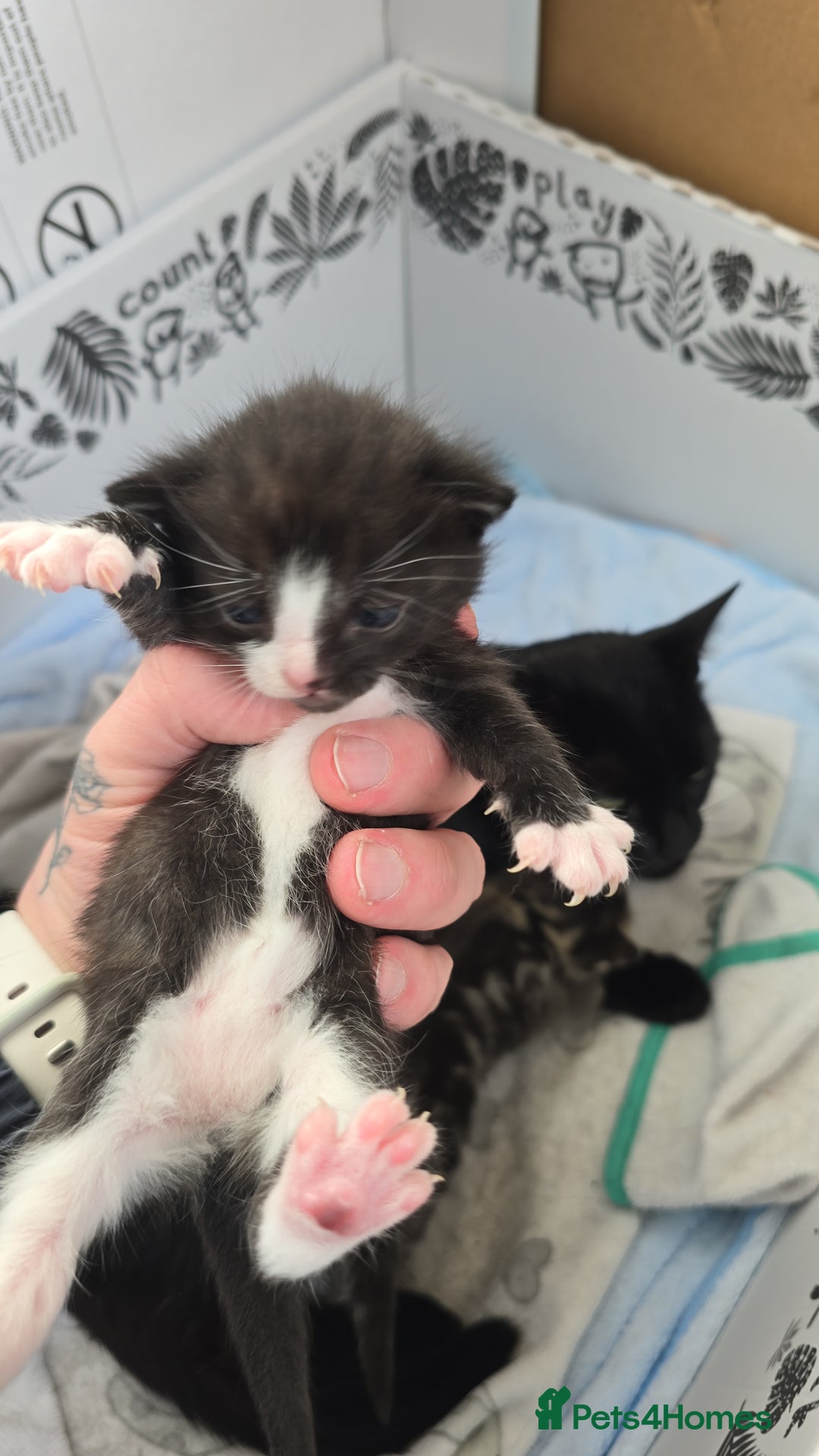 Domestic Shorthair cats for sale: 3 Beautiful Kittens - Image 4