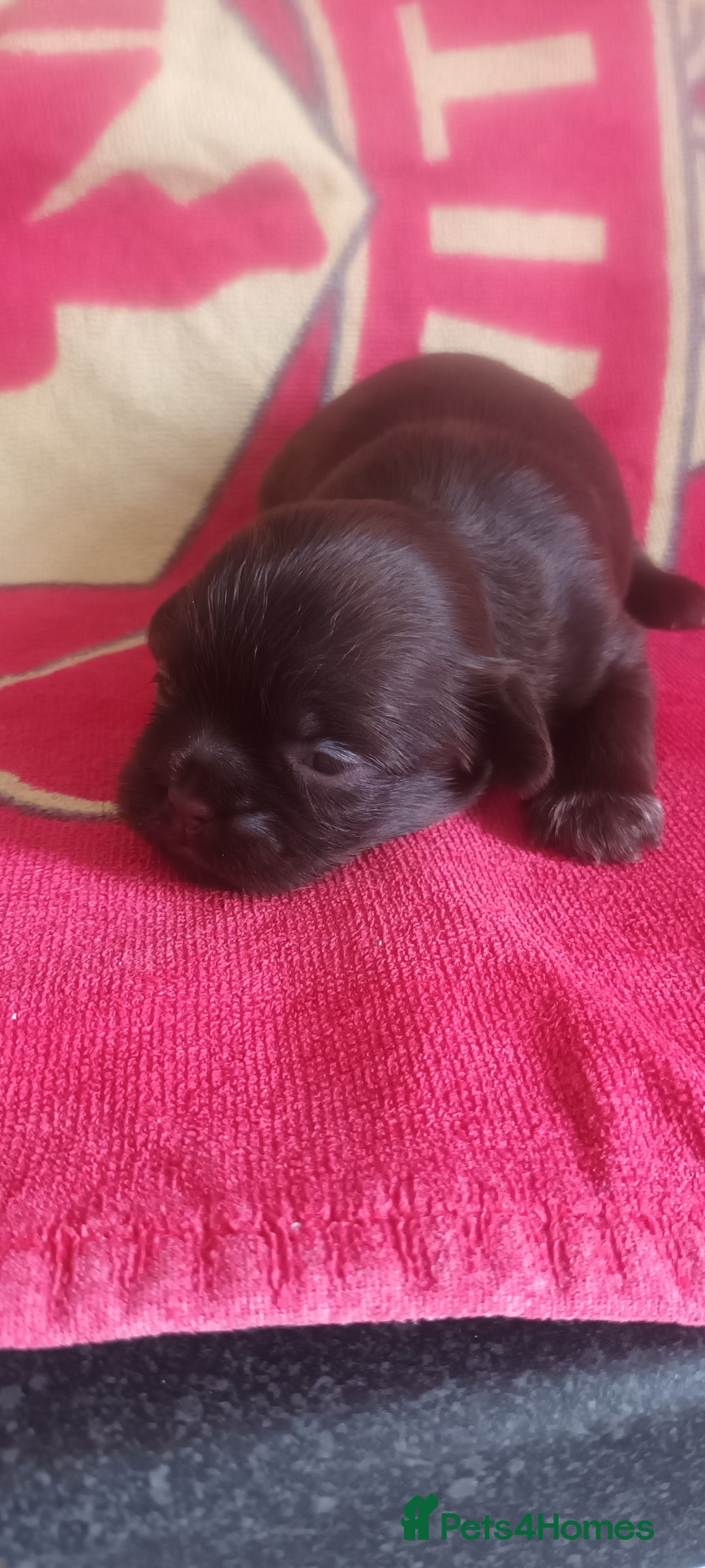 Shihpoo dogs for sale: Shihpoo puppies for sale. - Image 5