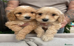 Cockapoo dogs for sale: Cockerpoo puppies  - Image 3
