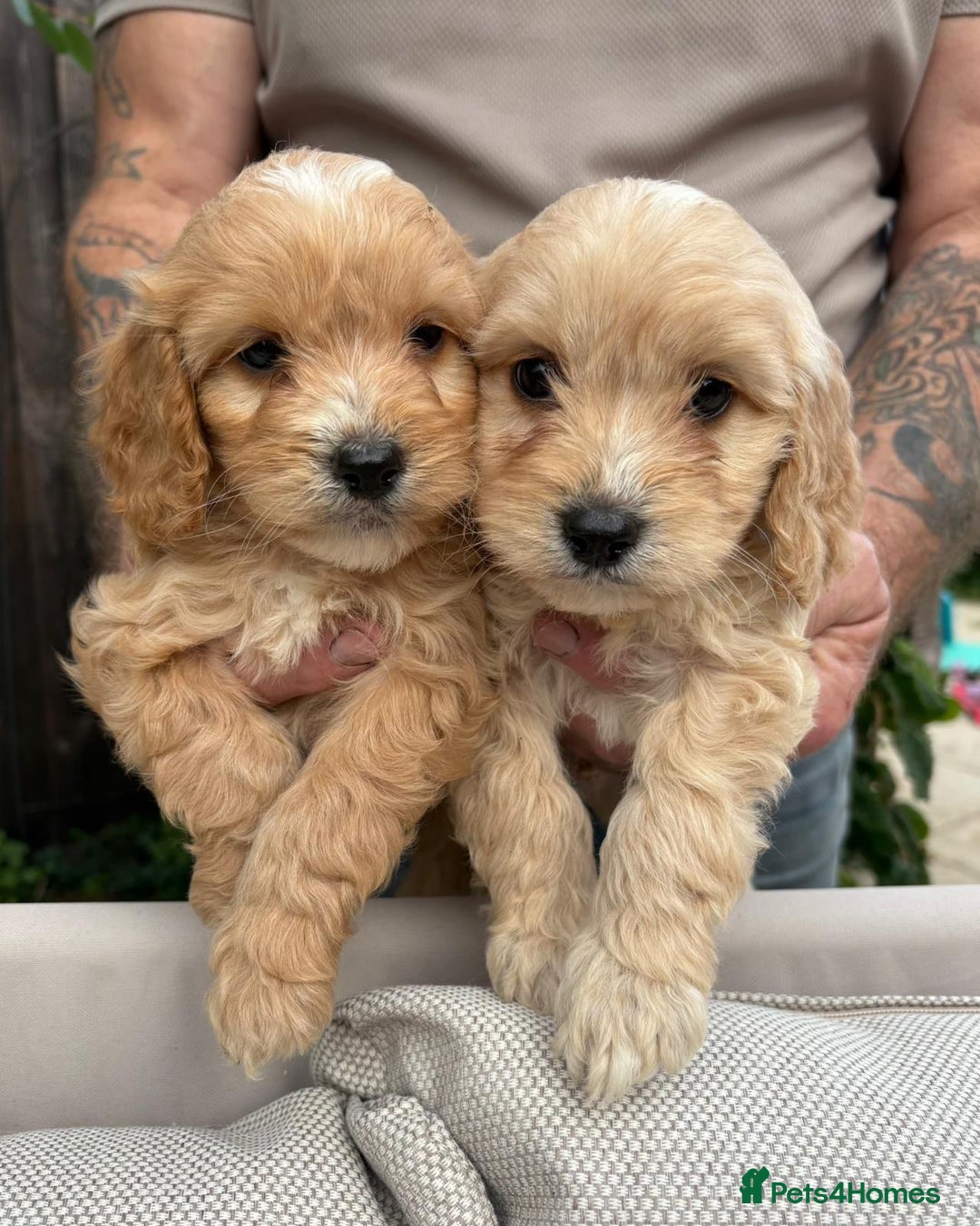 Cockapoo dogs for sale: Cockerpoo puppies  - Image 3