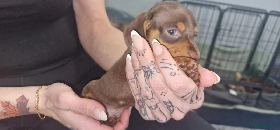 Dachshund dogs for sale: Miniature dachshund puppies ONLY 1 LEFT. - Advert 2