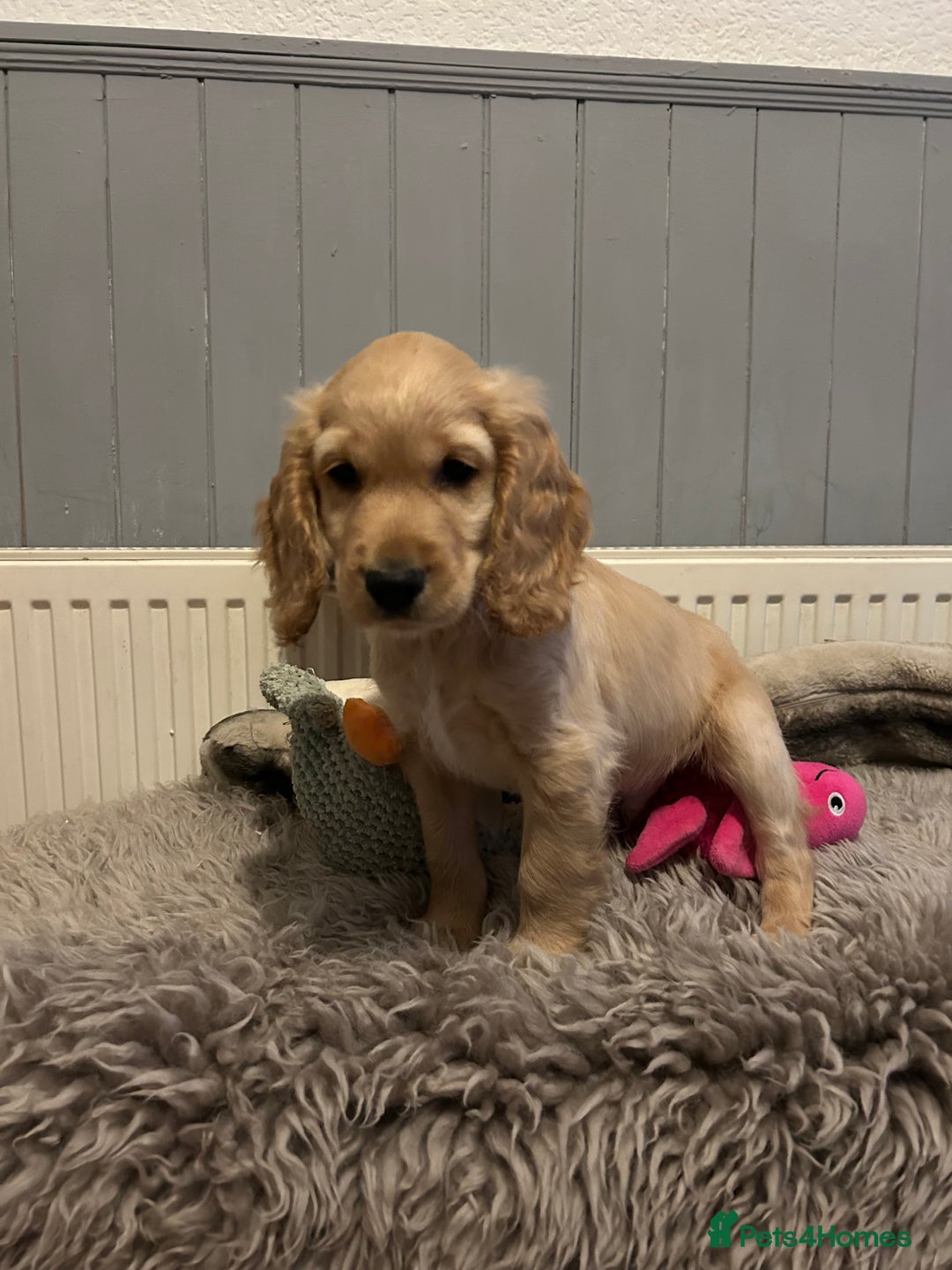 Cocker Spaniel dogs for sale: Health tested cocker spaniel puppies  - Image 5