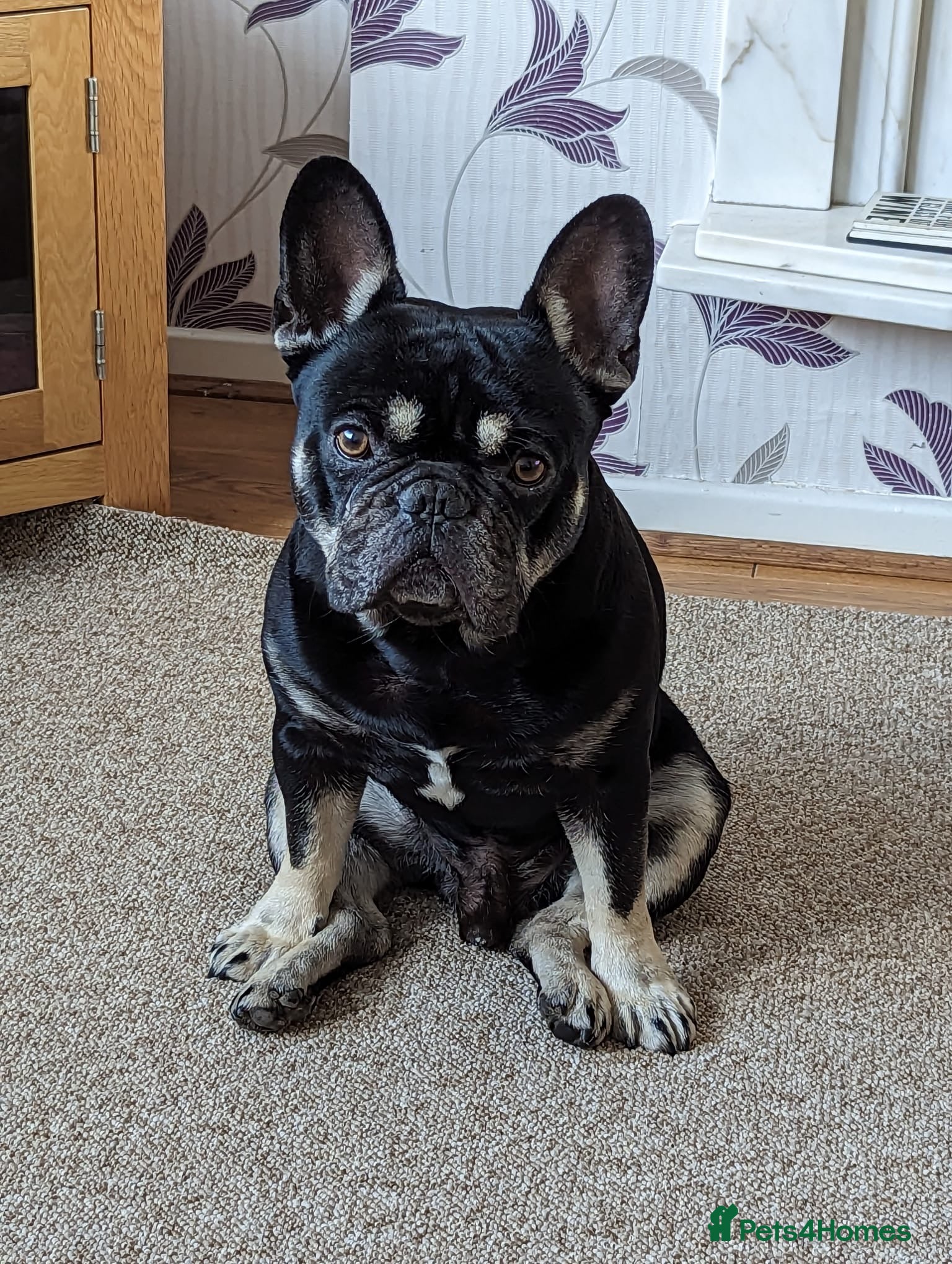 French Bulldog dogs Bruce in Warrington - Advert 3