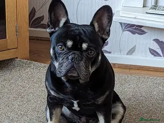 French Bulldog dogs Bruce in Warrington - Advert 1