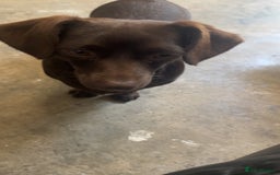 Mixed Breed dogs for sale: miniature dachshunds  - Image 8