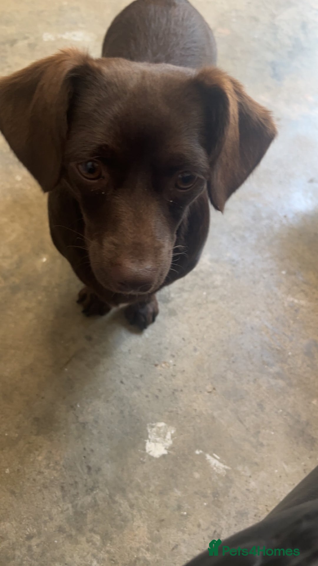 Mixed Breed dogs for sale: miniature dachshunds  - Image 8