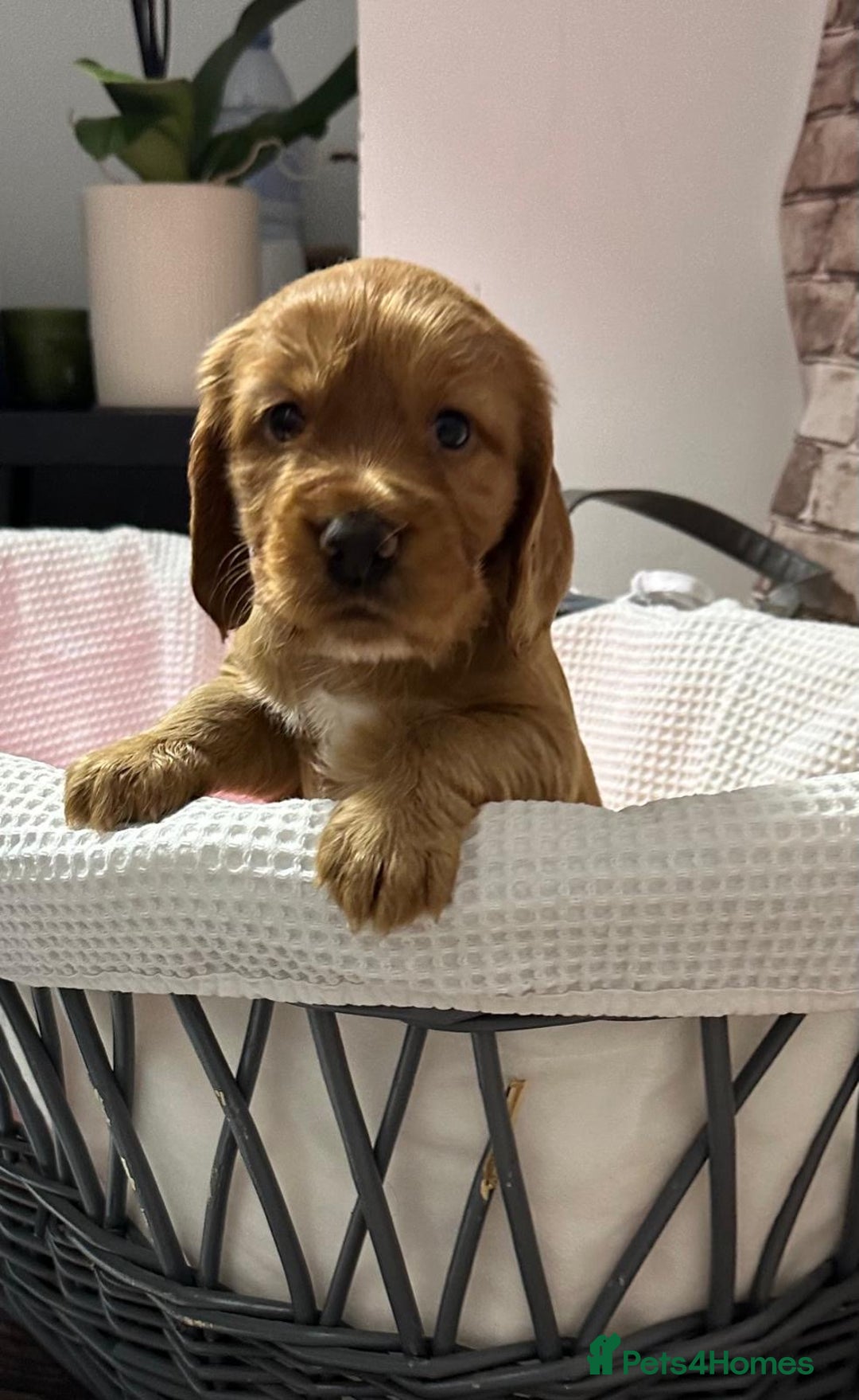 Cocker Spaniel dogs for sale: Cocker Spaniel puppies - Image 7