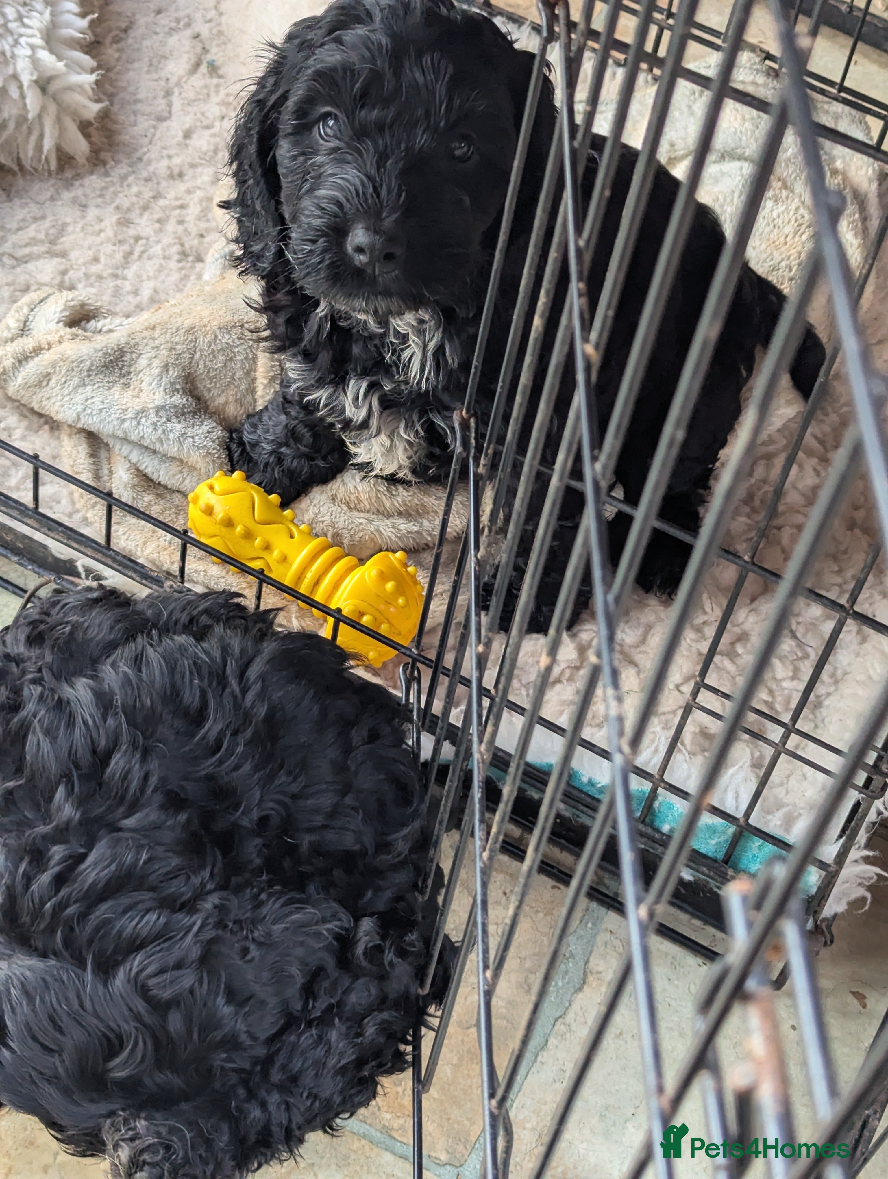 Cockapoo dogs 2 very loving F 1 show,  boy cockapoo puppies. - Advert 6