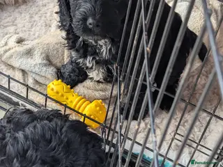 Cockapoo dogs 2 very loving F 1 show, boy cockapoo puppies. - Advert 6