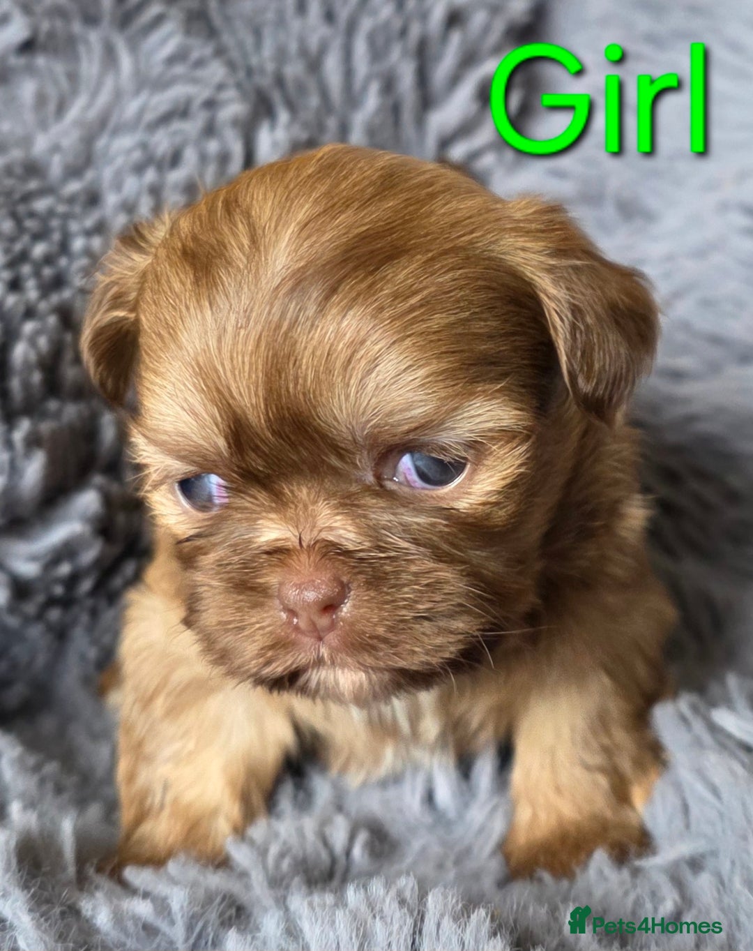 Shih Tzu dogs for sale: Stunning Rare Brindle Imperial Shih Tzu puppies - Image 5