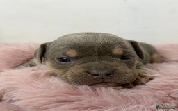 Olde English Bulldogge dogs for sale: Old English Bulldog PUPPIES 👀‼️ - Image 5