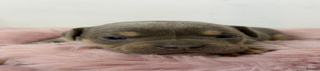 Olde English Bulldogge Puppy 2