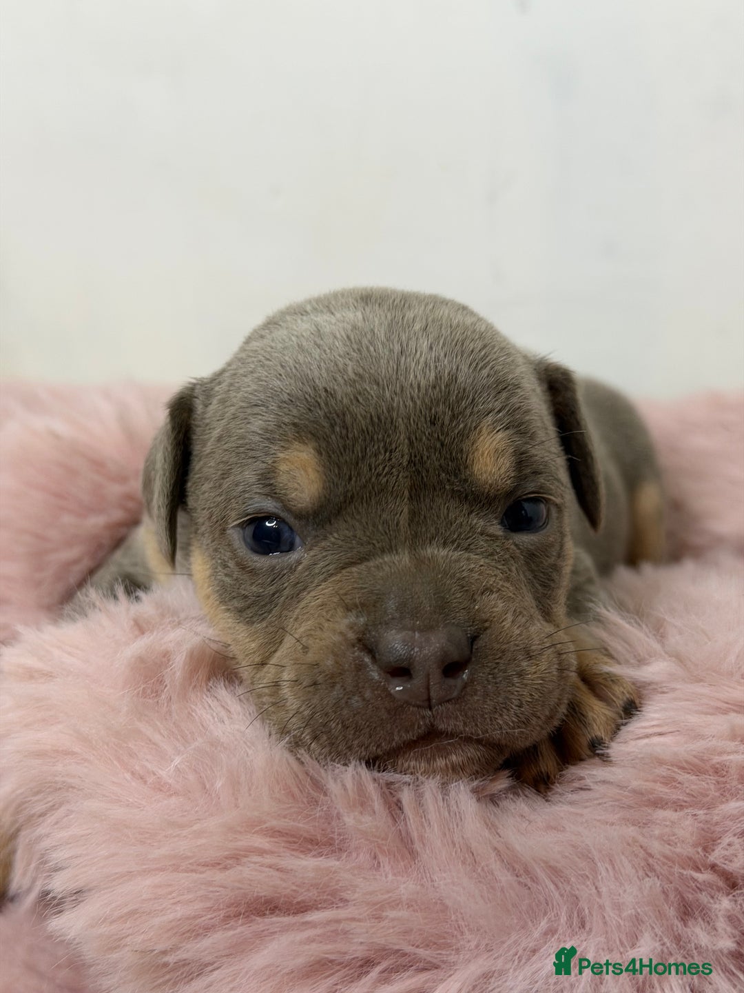 Olde English Bulldogge dogs for sale: Old English Bulldog PUPPIES 👀‼️ - Image 5