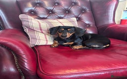 Miniature Dachshund dogs for sale: Miniature dachshund puppies - Image 5