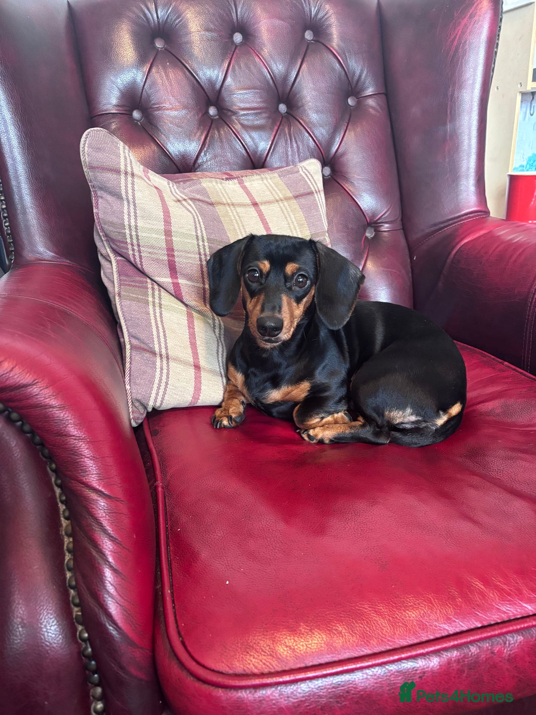 Miniature Dachshund dogs for sale: Miniature dachshund puppies - Image 5