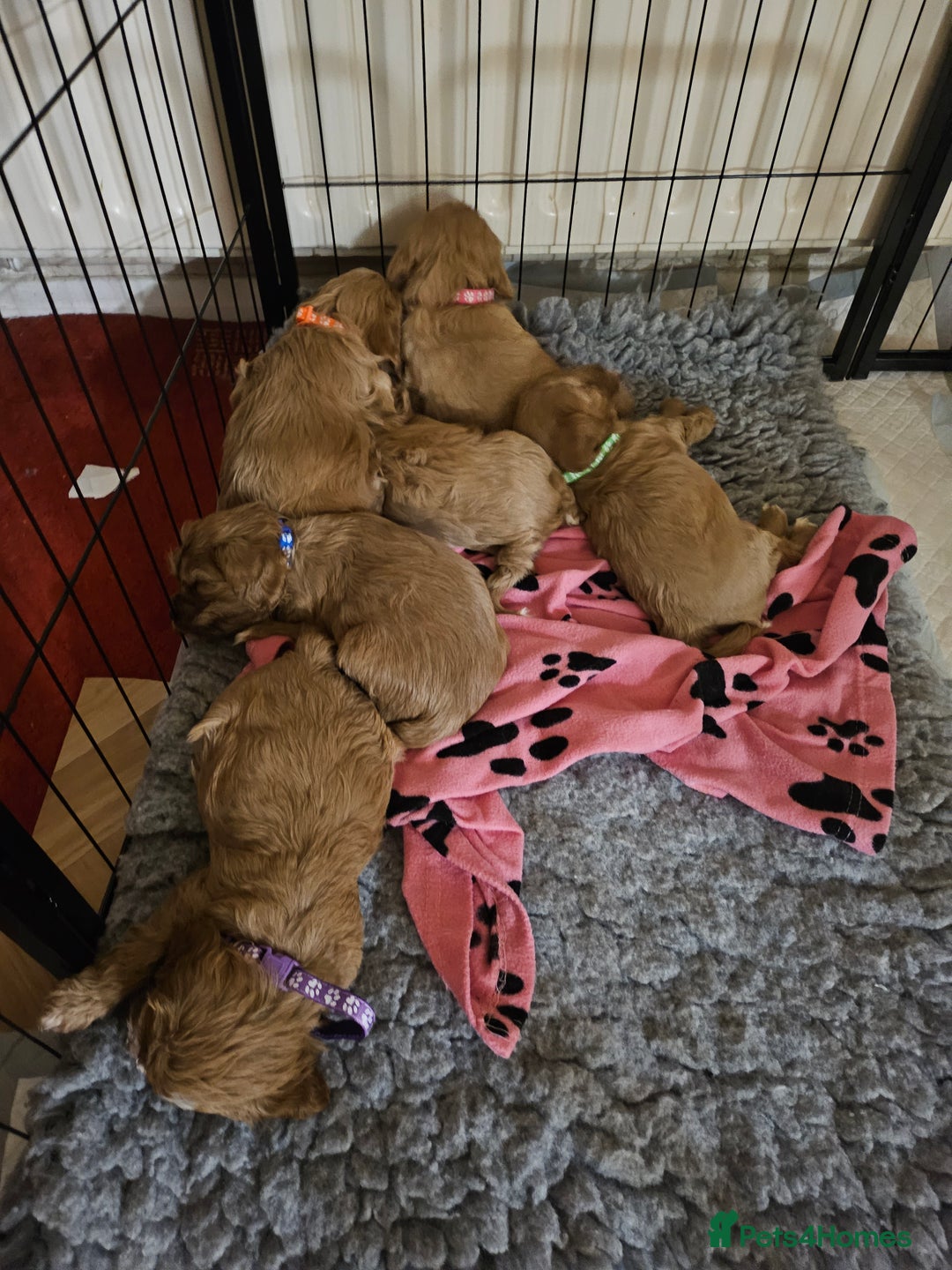 Cavapoo dogs for sale: Vet checked Cavapoo puppies F1 generation for sale - Advert 5